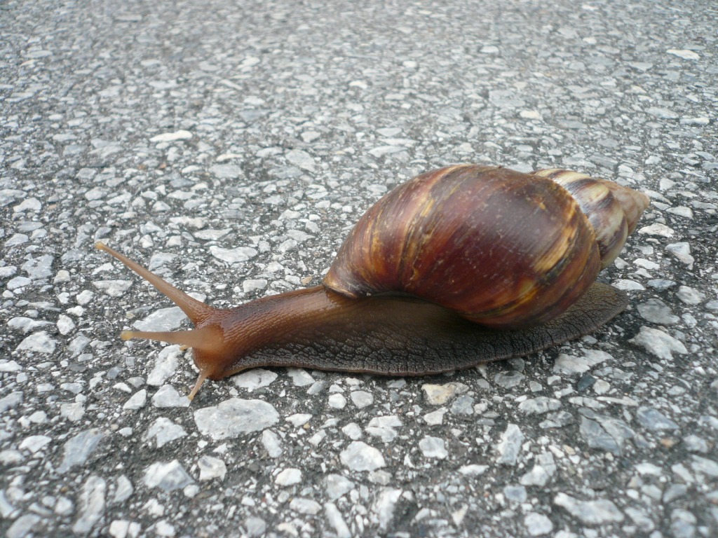 沖縄のアフリカマイマイは広東住血線虫という寄生虫がいて危険です！
