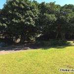 【2021年】うるま市の田場児童公園は広い広場と巨大コンクリート滑り台が楽しい！_ガジュマル