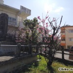 【2021年】うるま市の田場児童公園は広い広場と巨大コンクリート滑り台が楽しい！_桜