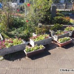 【2021年】うるま市の田場児童公園は広い広場と巨大コンクリート滑り台が楽しい！_花1