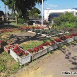 【2021年】うるま市の田場児童公園は広い広場と巨大コンクリート滑り台が楽しい！_花3